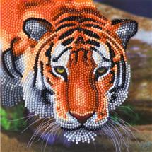 CRAFT Buddy Tiger | In Stock | Quzo UK
