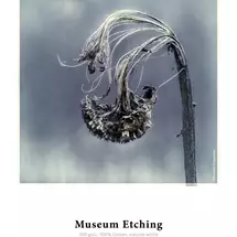 Hahnemühle Museum Etching Art paper 25 sheets | In Stock