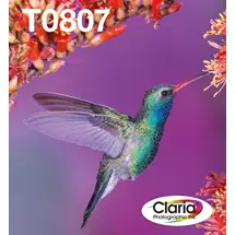 New Arrivals &amp; Just In | Epson Hummingbird Multipack 6colours T0807 Claria Photographic Ink